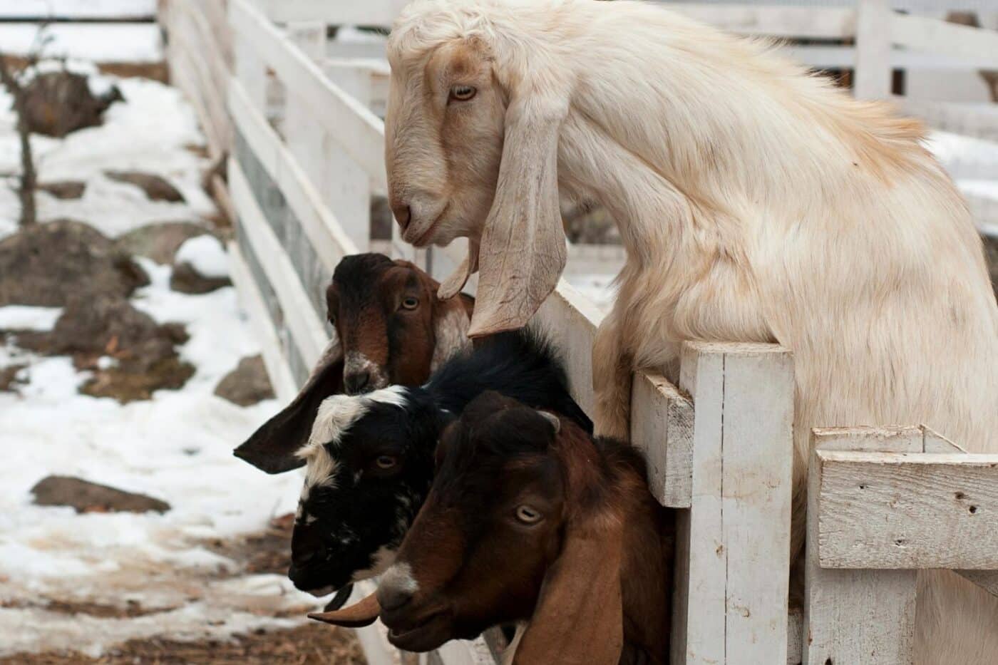 goats in the winter