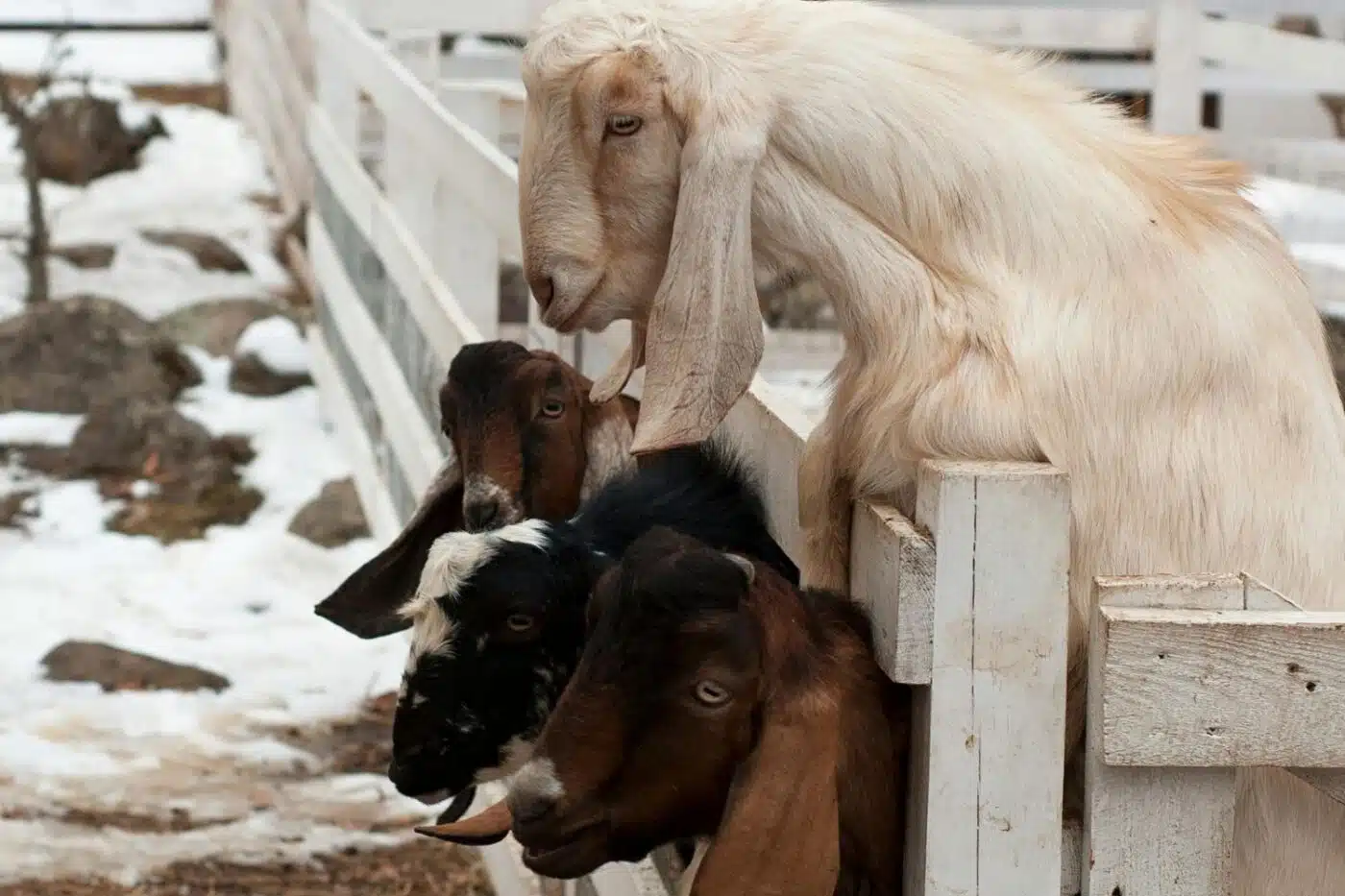 goats in the winter
